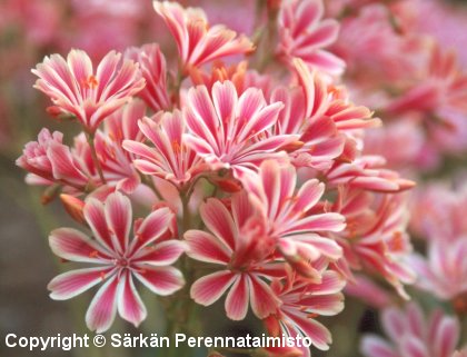  Lewisia cotyledon howellii